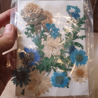 Real dried pressed flowers intended for DIY craft projects such as resin  #8254